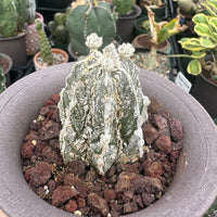 Rare Cactus - Astrophytum Myriostigma cv. onzuka Fukuryu (2”)