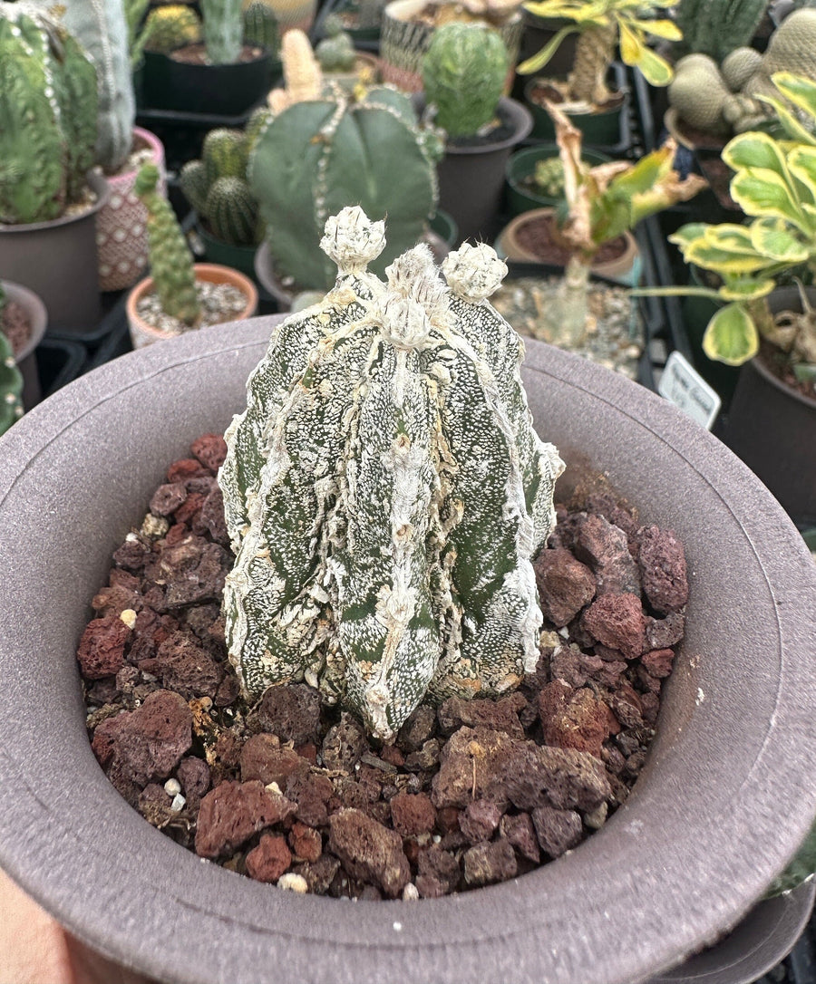 Rare Cactus - Astrophytum Myriostigma cv. onzuka Fukuryu (2”)