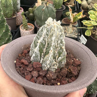 Rare Cactus - Astrophytum Myriostigma cv. onzuka Fukuryu (2”)