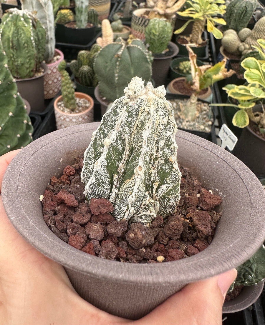 Rare Cactus - Astrophytum Myriostigma cv. onzuka Fukuryu (2”)