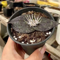 Massonia Pustulata (Bulb only), Rare Succulents