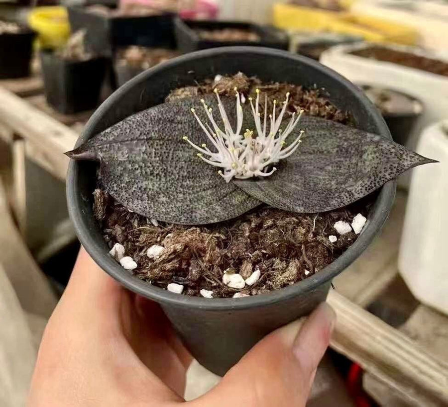 Massonia Pustulata (Bulb only), Rare Succulents