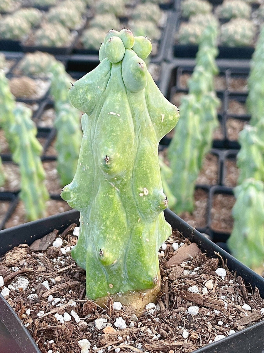 Rare Boobie Cactus, Mothers Day Gift, Myrtillocactus Geometrizans Fukurokuryuzinboku (4