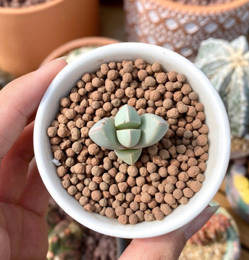 Rare Succulents - Lapidaria margaretae (0.6”-0.8”)