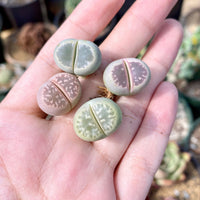 Rare Succulents - Lithops Olivacea single (0.7”)