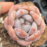 Rare Succulents - Echeveria Orange Monroe (2”)