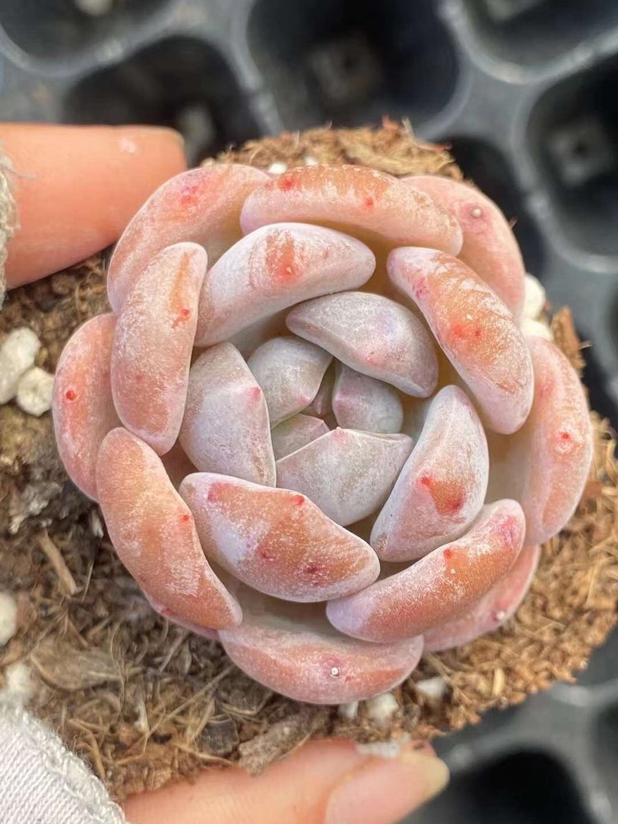 Rare Succulents - Echeveria Orange Monroe (2”)