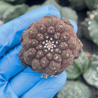 Rare Cactus - Copiapoa Hypogaea Lizard Skin (1.5”)