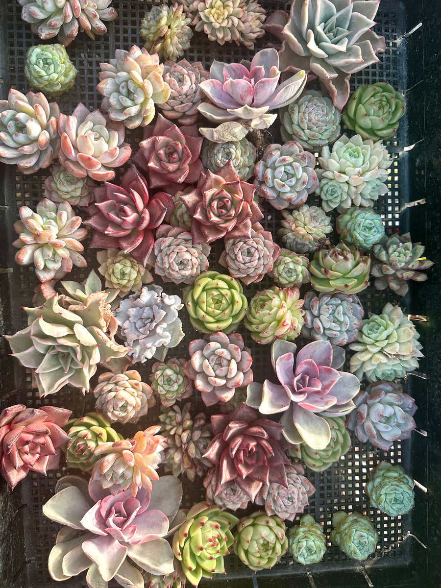 Rare Succulents - Succulents Mystery Box