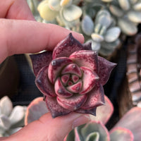 Rare Succulents - Echeveria Agavoides Romeo (1.5"-2") in small size