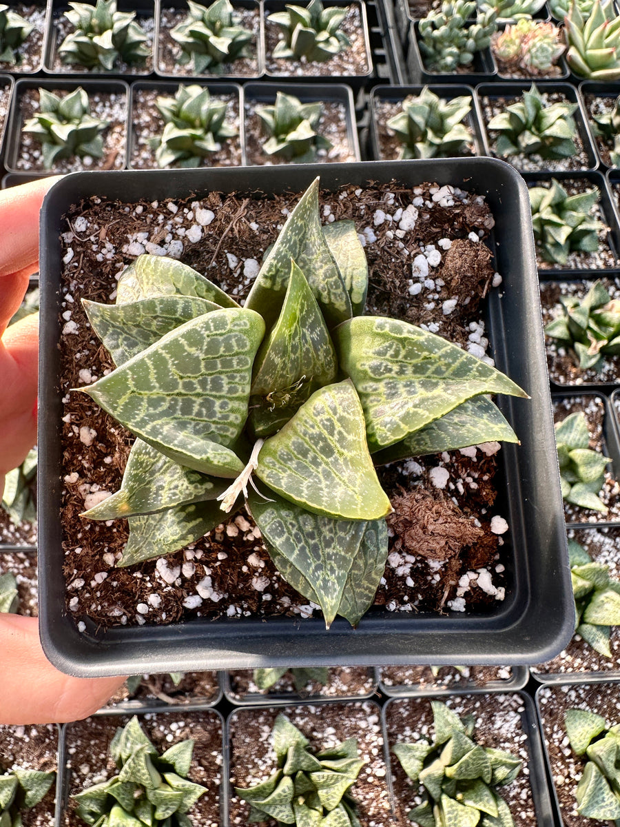 Rare Succulents - Haworthia Comptoniana ‘Karakusa Jishi’ (3”)