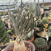 Rare Cactus - Astrophytum caput-medusae