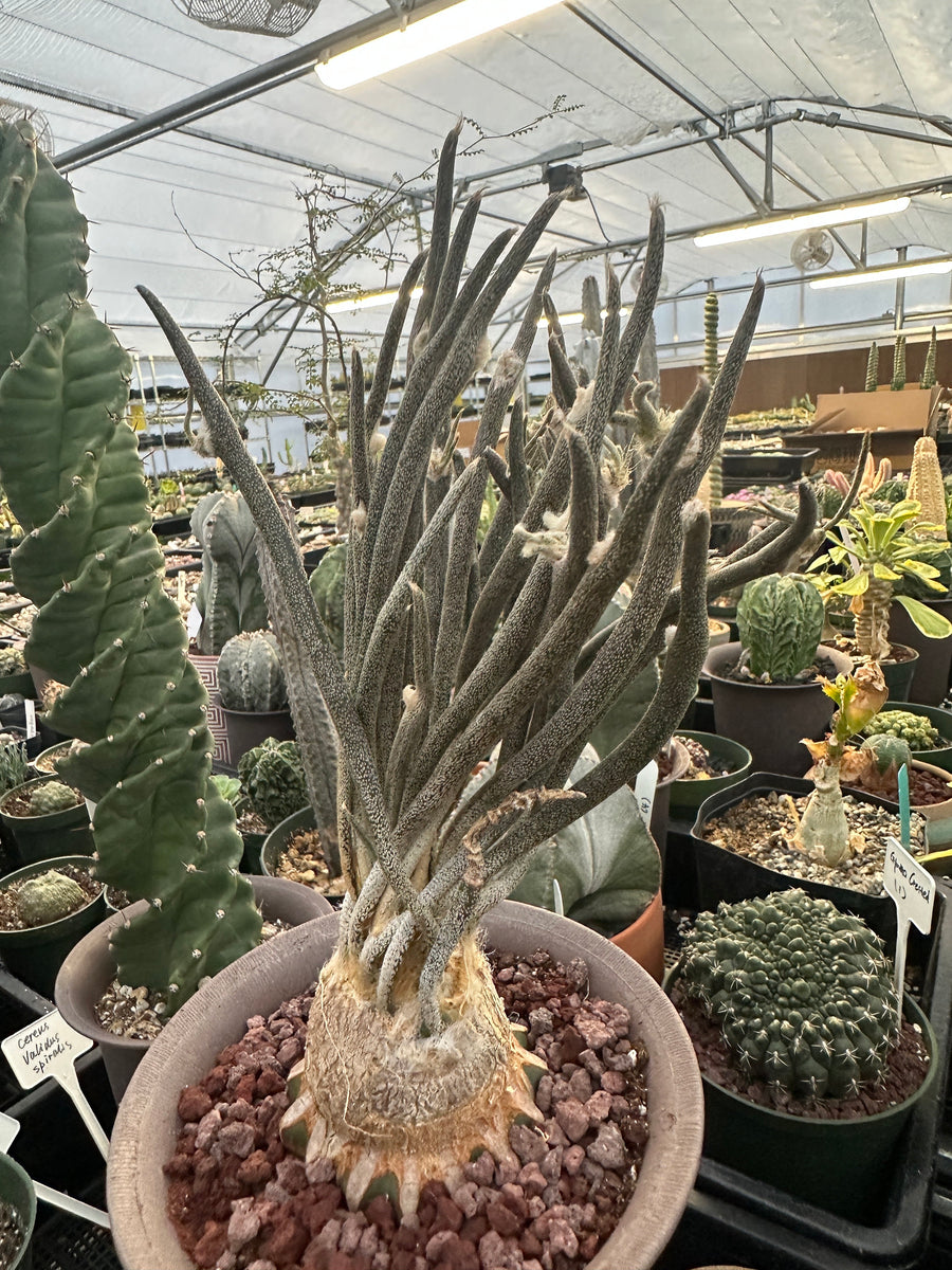 Rare Cactus - Astrophytum caput-medusae