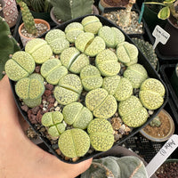 Rare Succulents - Lithops Green Fulviceps (0.8”-1”)