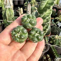 Rare Cactus - Coryphantha Elephantidens cv. Inermis offset (1”)