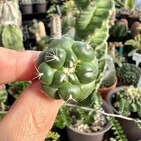 Rare Cactus - Coryphantha Elephantidens cv. Inermis offset (1”)