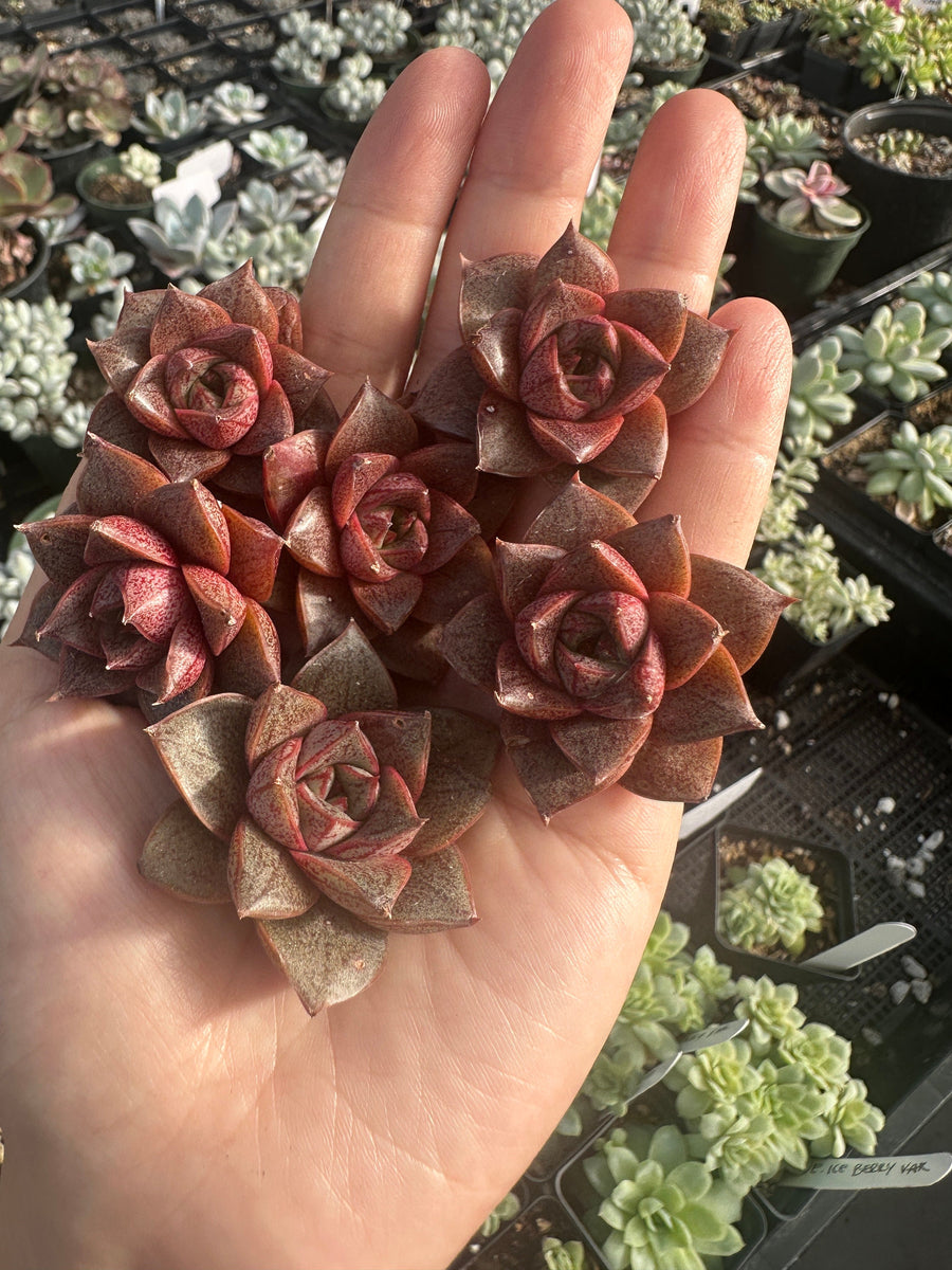 Rare Succulents - Echeveria Purpusorum White Form (1