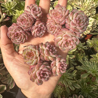 Rare Succulents - Echeveria Red Velvet Cluster (4 heads)