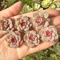 Rare Succulents - Echeveria Red Velvet Sugar Heart (1”-1.2”)