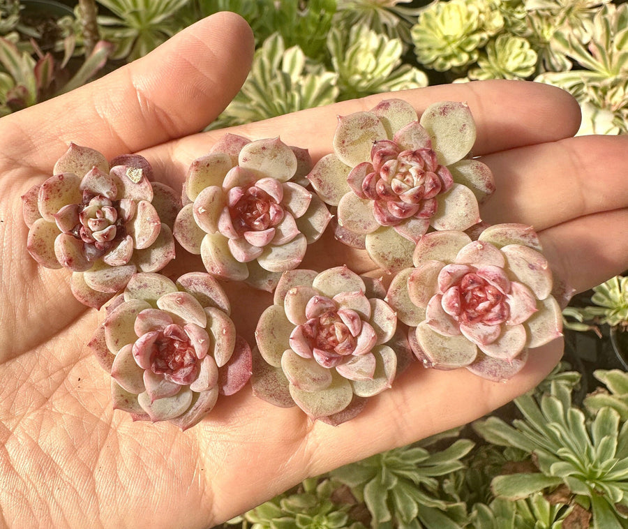 Rare Succulents - Echeveria Red Velvet Sugar Heart (1”-1.2”)