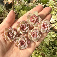 Rare Succulents - Echeveria Red Velvet Sugar Heart (1”-1.2”)