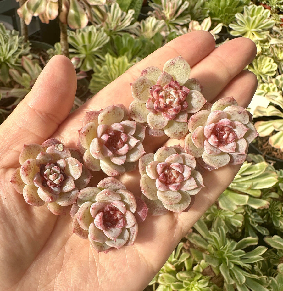 Rare Succulents - Echeveria Red Velvet Sugar Heart (1”-1.2”)