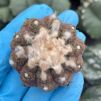 Rare Copiapoa Hypogaea Lizard Skin - Collectible Cactus Plant - 2 inch