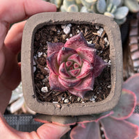 Rare Succulents - Echeveria Agavoides Romeo (1.5"-2") in small size