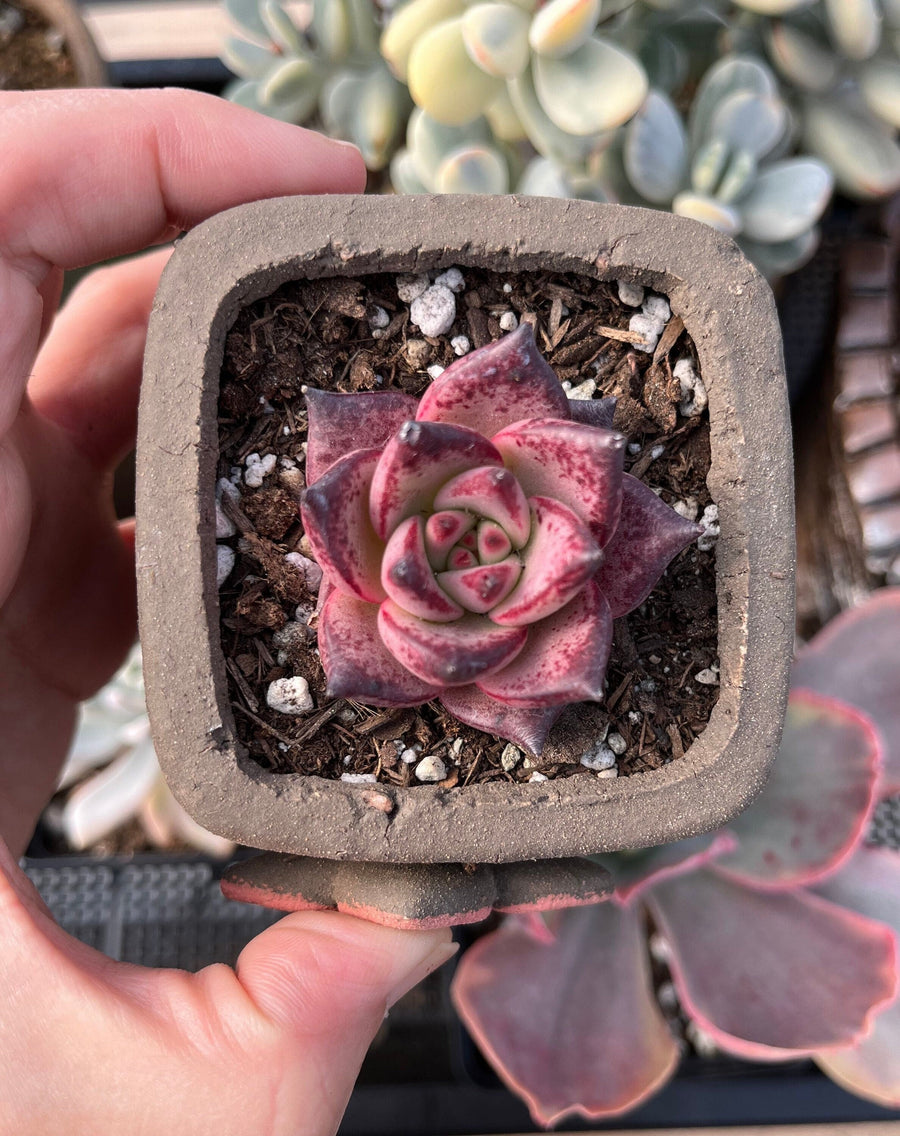 Rare Succulents - Echeveria Agavoides Romeo (1.5