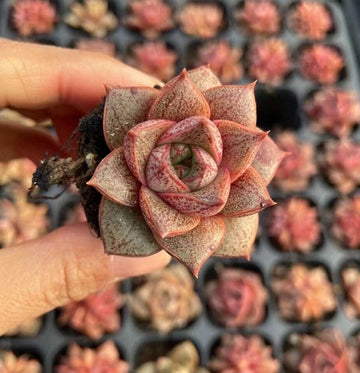 Rare Succulents - Echeveria Purpusorum White Form (1