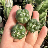 Rare Cactus - Coryphantha Elephantidens cv. Inermis offset (1”)