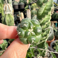 Rare Cactus - Coryphantha Elephantidens cv. Inermis offset (1”)