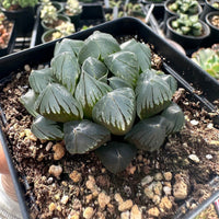 Rare Succulents - Haworthia Kyodai Akasen Lens (3.5" Pot)