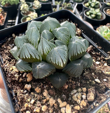 Rare Succulents - Haworthia Kyodai Akasen Lens (3.5