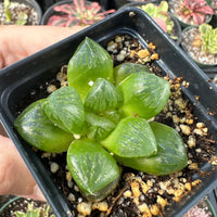 Rare Succulents - Haworthia Red Flame (1.5"- 3.5")