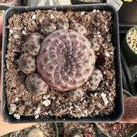 Rare Cactus - Sulcorebutia Rauschii Cluster (4”)