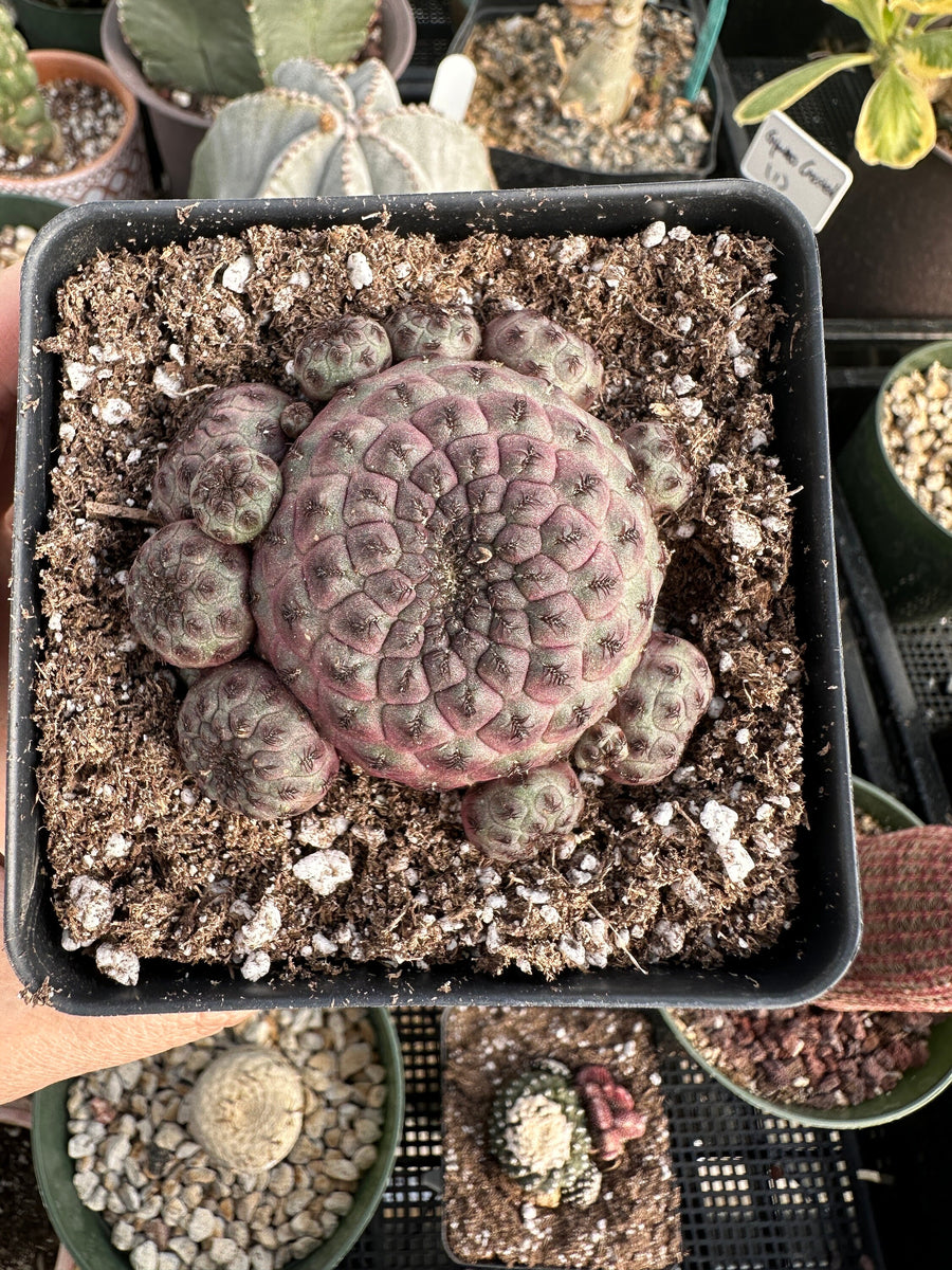 Rare Cactus - Sulcorebutia Rauschii Cluster (4”)