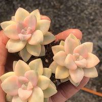 Rare Succulents - Graptopetalum Titubans variegated single stem