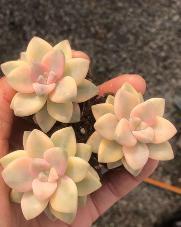 Rare Succulents - Graptopetalum Titubans variegated single stem