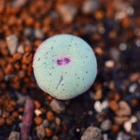 Rare Succulents - Conophytum Pageae, red lips, live plant (0.5”-0.8”)