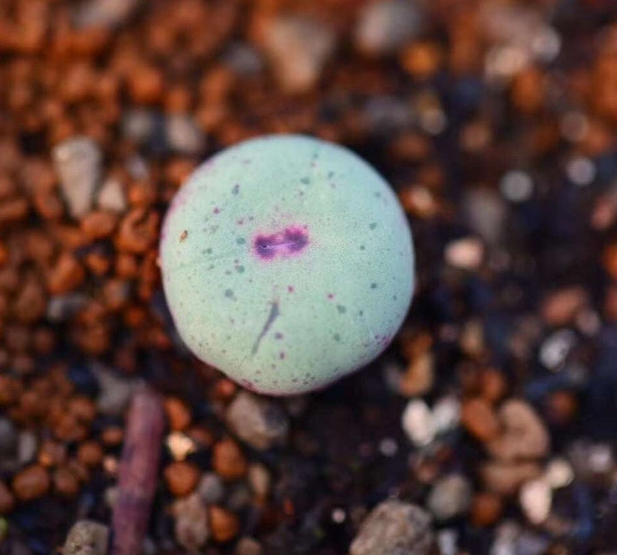 Rare Succulents - Conophytum Pageae, red lips, live plant (0.5”-0.8”)