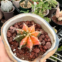 Rare Cactus - Gymnocalycium Mihanovichii Var. Friedrichii Werderm Variegata