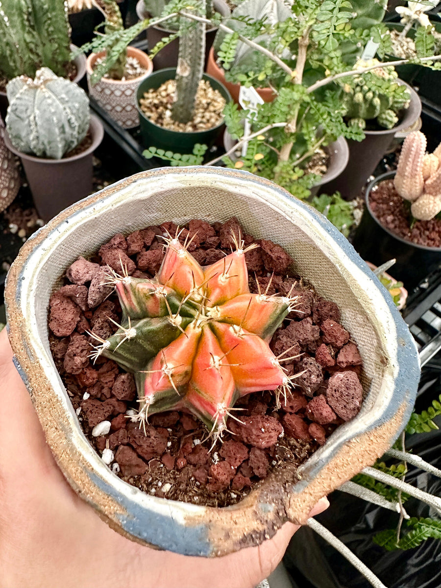 Rare Cactus - Gymnocalycium Mihanovichii Var. Friedrichii Werderm Variegata