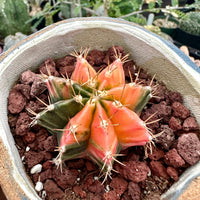 Rare Cactus - Gymnocalycium Mihanovichii Var. Friedrichii Werderm Variegata