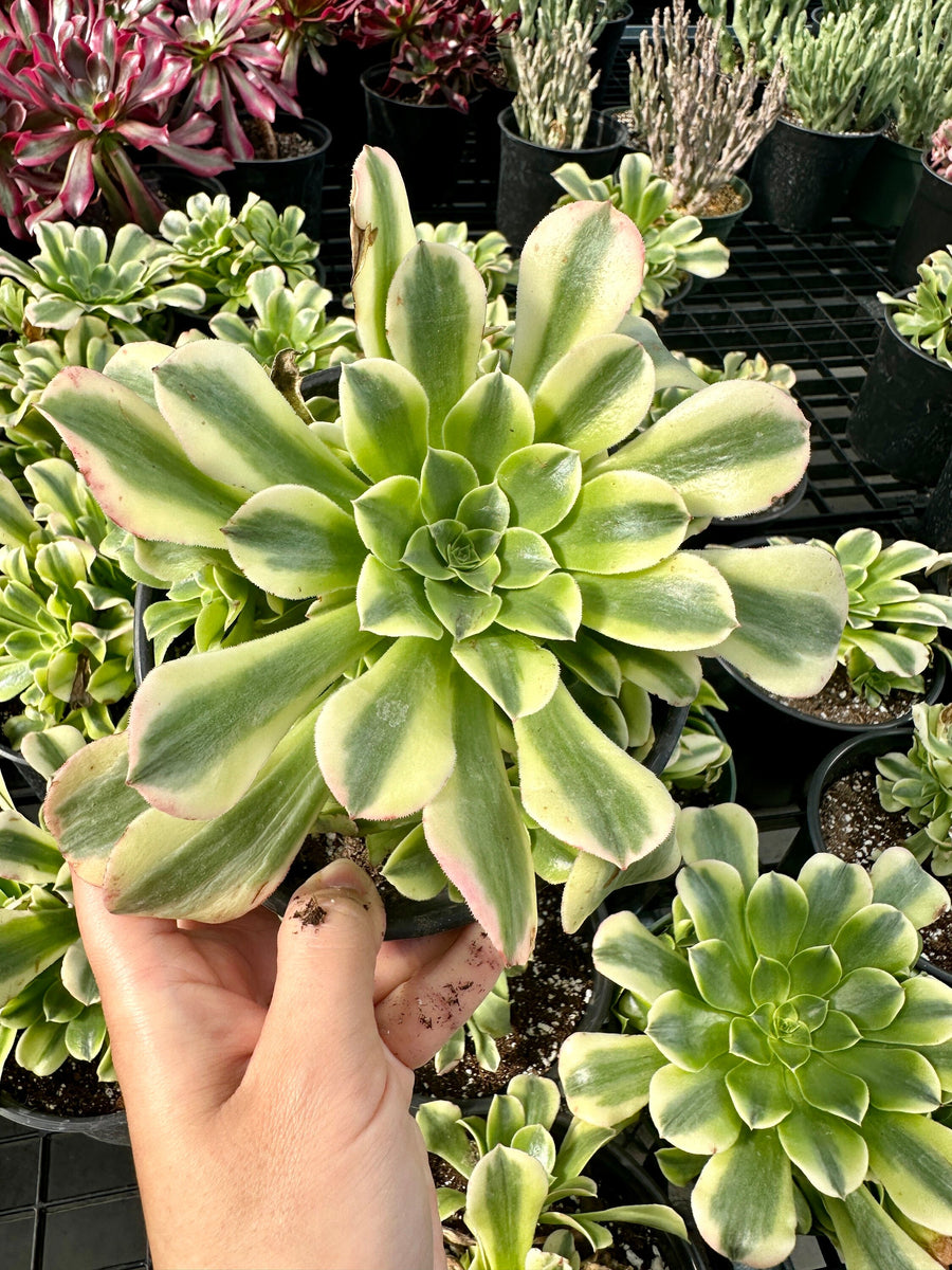 Aeonium Purée variegated Cluster (6”), Rare Succulents