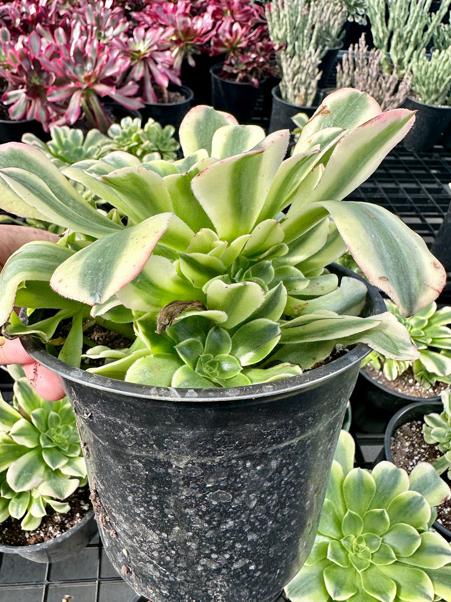 Aeonium Purée variegated Cluster (6”), Rare Succulents