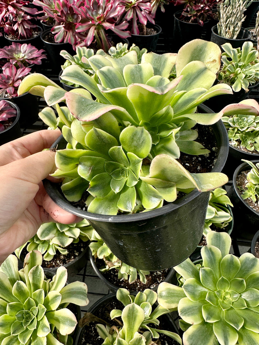 Aeonium Purée variegated Cluster (6”), Rare Succulents