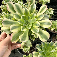 Aeonium Purée variegated Cluster (6”), Rare Succulents