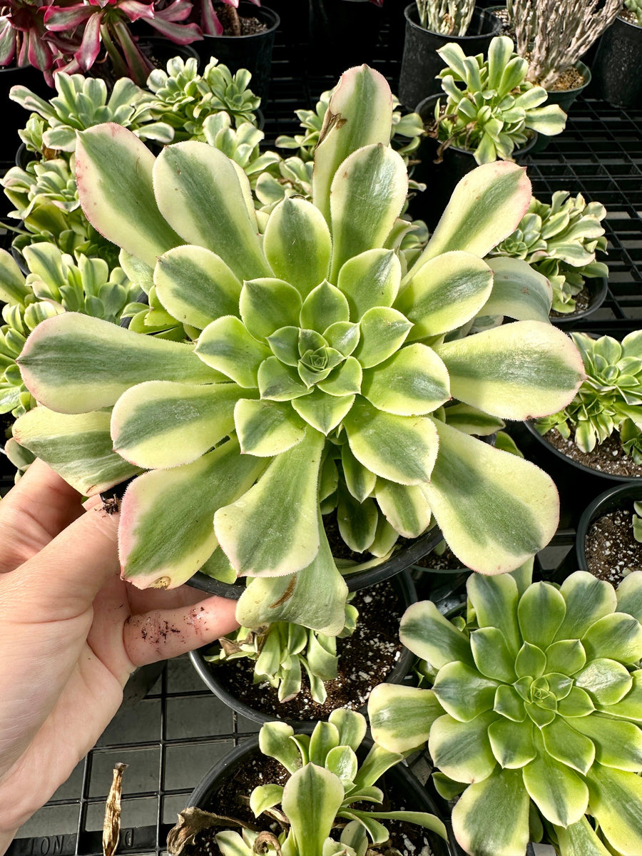 Aeonium Purée variegated Cluster (6”), Rare Succulents