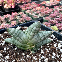 Rare Succulents - Sansevieria Mini Boncel (3.5”)